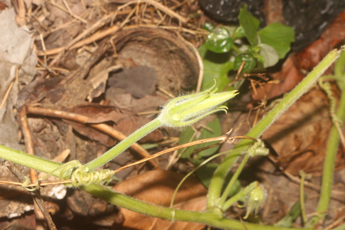 Cucurbita maxima Duchesne